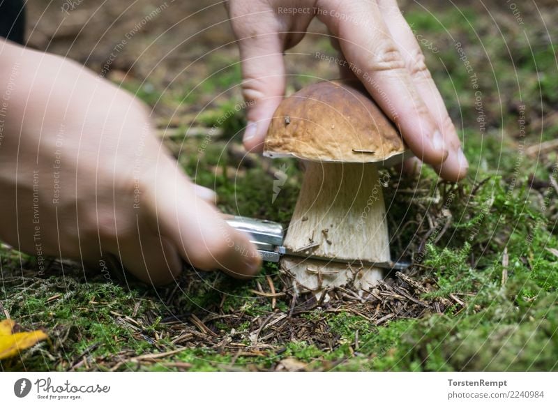 Abschneiden eines Steinpilzes Kind Mensch Hand frisch positiv braun grün Biologisch Messer Vegane Ernährung abschneiden bio Dickröhrling fund halten Pilz