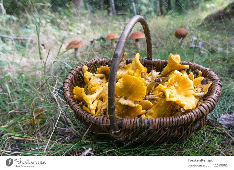 Chanterelles in the basket Umwelt Natur Frühling Sommer Herbst Baum Pilz Wald natürlich gelb Korb cantharellus cibarius deutschland eierschwamm eierschwammerl