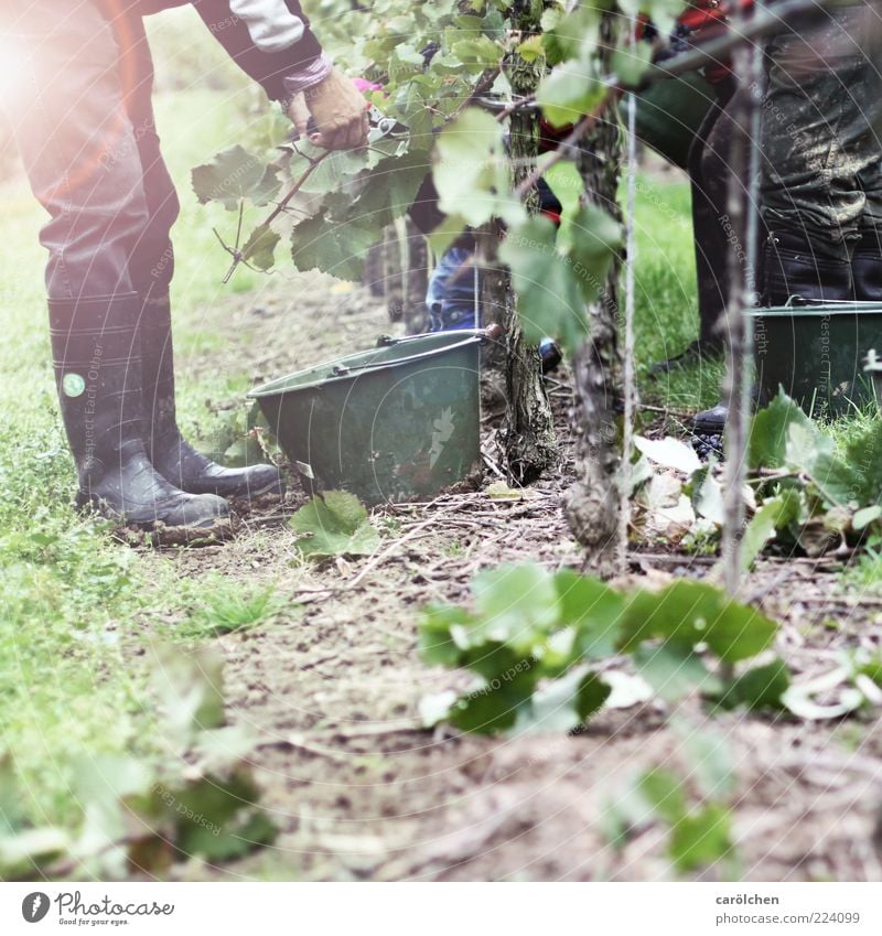 Handarbeit Mensch Umwelt grün Weinlese Weinberg Ernte Weintrauben herbstlich Arbeit & Erwerbstätigkeit arbeitend Eimer Weinbau Wengert Farbfoto mehrfarbig