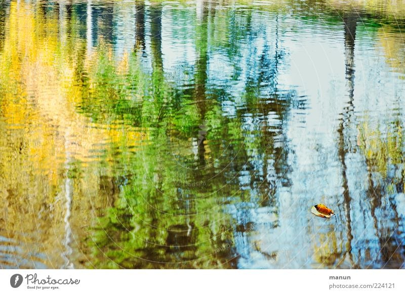 Herbstspiegel Natur Wasser Baum Blatt Wald Seeufer authentisch fantastisch nass natürlich Idylle Vergänglichkeit Wandel & Veränderung Wasseroberfläche