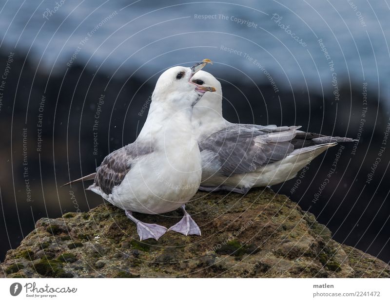 im Auge behalten Natur Tier Frühling Felsen Küste Fjord Wildtier Vogel 2 Kommunizieren schreien Eissturmvogel Brunft Island Paar Regen Farbfoto Gedeckte Farben