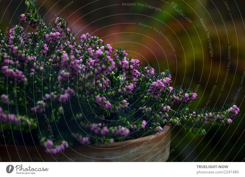 Winterheide low key Dekoration & Verzierung Natur Pflanze Herbst Sträucher Blatt Blüte Wildpflanze Garten ästhetisch dunkel einfach schön braun grün violett