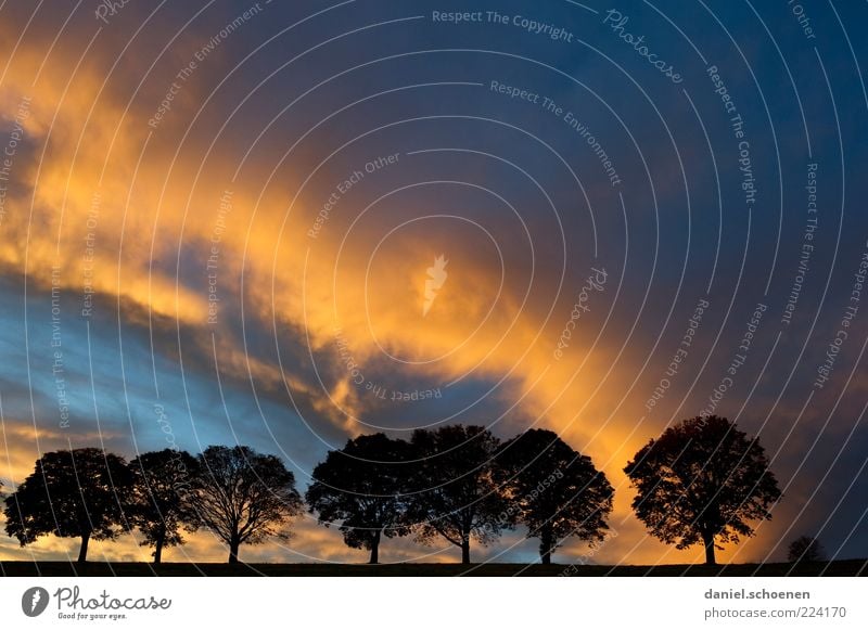 Wolkenspektakel Umwelt Natur Klima Klimawandel Wetter Gewitter Baum blau gelb schwarz Allee Textfreiraum rechts Textfreiraum oben Textfreiraum Mitte Abend