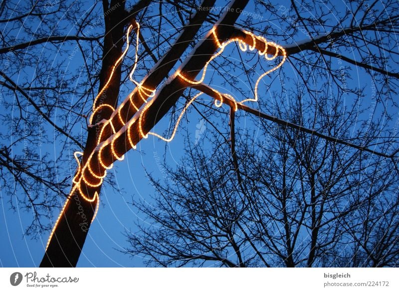 Lichterkette Winter Baum schlangenförmig leuchten blau gelb Farbfoto Außenaufnahme Abend Dämmerung Lichtschlauch Lichtobjekt Weihnachtsdekoration umschlungen