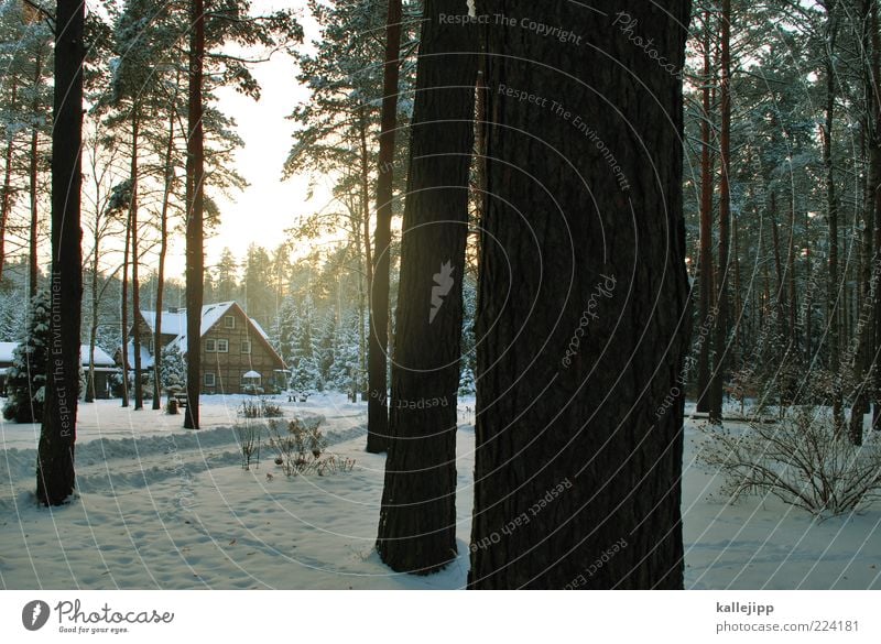 das ist das haus vom ... Lifestyle Wohnung Haus Traumhaus Umwelt Natur Landschaft Winter Klima Eis Frost Schnee Baum Wald nachhaltig natürlich Freiheit