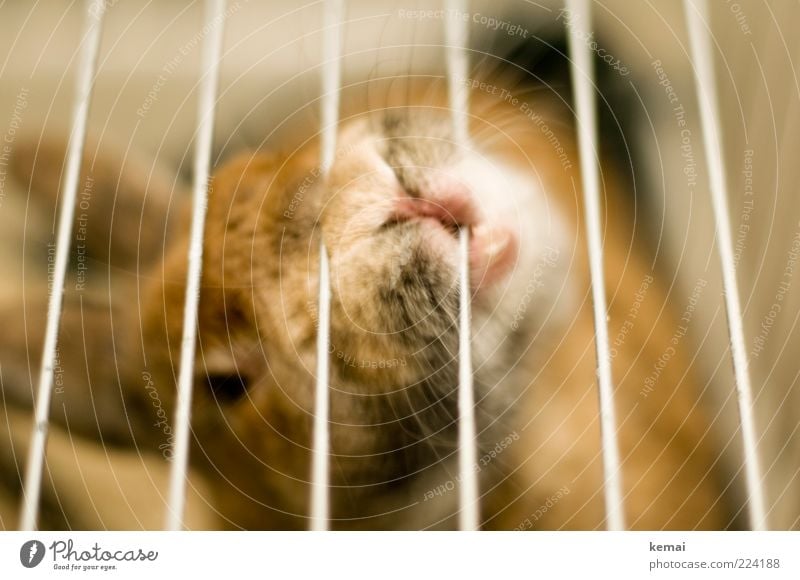 Ausbruchsversuch Tier Haustier Tiergesicht Fell Hase & Kaninchen Zwergkaninchen Schnauze 1 Käfig Tierhaltung Stab braun nagen Farbfoto Gedeckte Farben