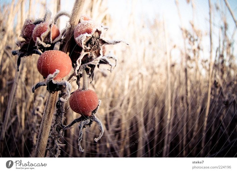 rot Winter Pflanze Eis Frost Schilfrohr frieren glänzend verblüht dehydrieren kalt trocken braun Gedeckte Farben Außenaufnahme Menschenleer Sonnenlicht