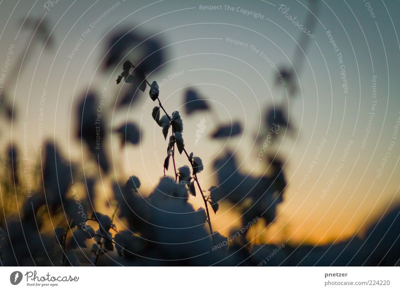 . Umwelt Natur Pflanze Himmel Sonnenaufgang Sonnenuntergang Sonnenlicht Winter Wetter Eis Frost Schnee Blatt außergewöhnlich kalt Farbe einzigartig Inspiration