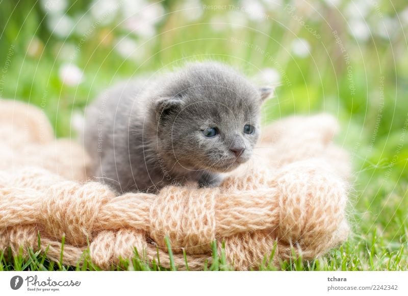 Graue Katze Freude schön Spielen Garten Baby Natur Tier Gras Pelzmantel Haustier klein lustig niedlich grün schwarz weiß Katzenbaby reizvoll Tabby Hintergrund