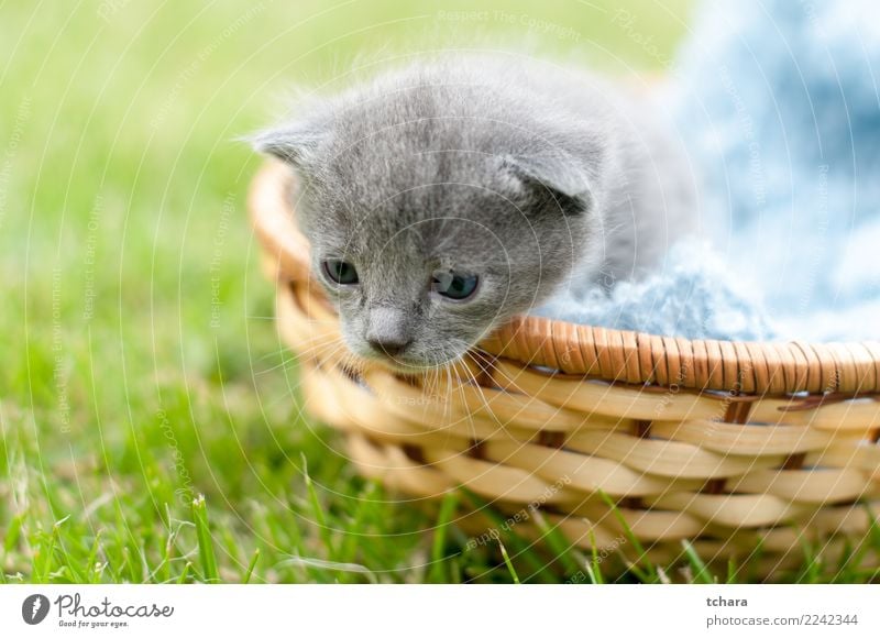 Kitty Freude schön Spielen Garten Baby Natur Tier Gras Pelzmantel Haustier Katze klein lustig niedlich grau grün schwarz weiß Katzenbaby reizvoll Tabby