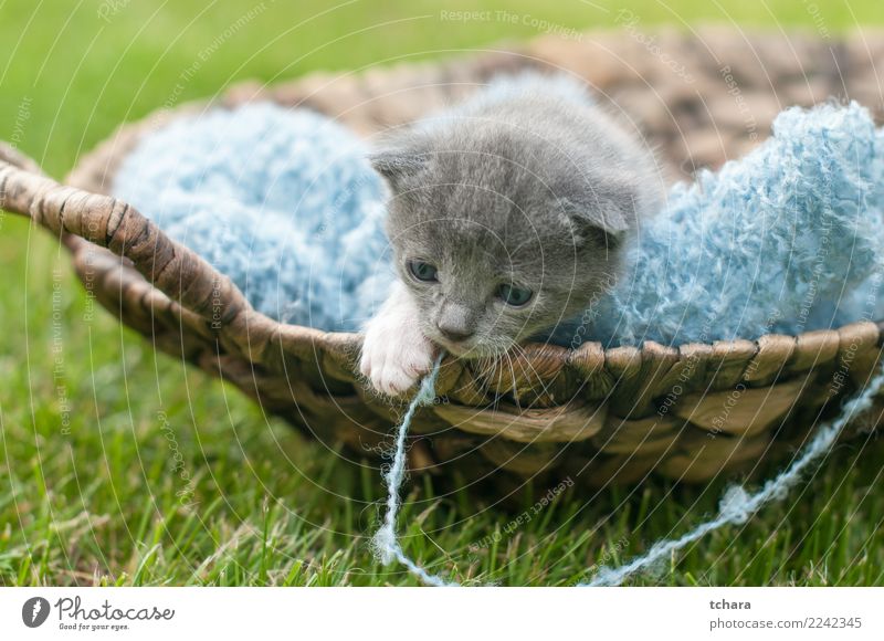 Kitty Freude schön Spielen Garten Baby Natur Tier Gras Pelzmantel Haustier Katze klein lustig niedlich grau grün schwarz weiß Katzenbaby reizvoll Tabby