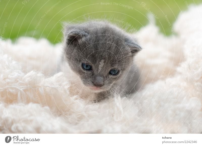 Kitty Freude schön Spielen Garten Baby Natur Tier Gras Pelzmantel Haustier Katze klein lustig niedlich grün schwarz weiß Katzenbaby reizvoll Tabby Hintergrund