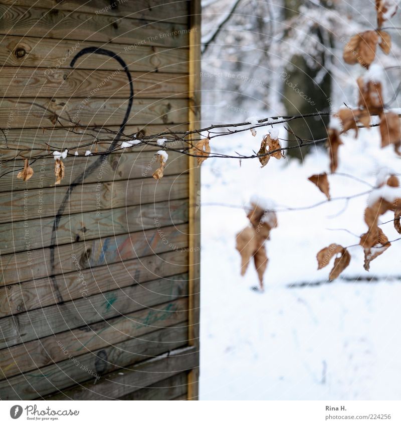 Touché Umwelt Natur Winter Blatt kalt Ast Hütte Holzhütte Fragezeichen Fragen Verbindung Menschenleer Schwache Tiefenschärfe Stacheldraht welk Buchenblatt