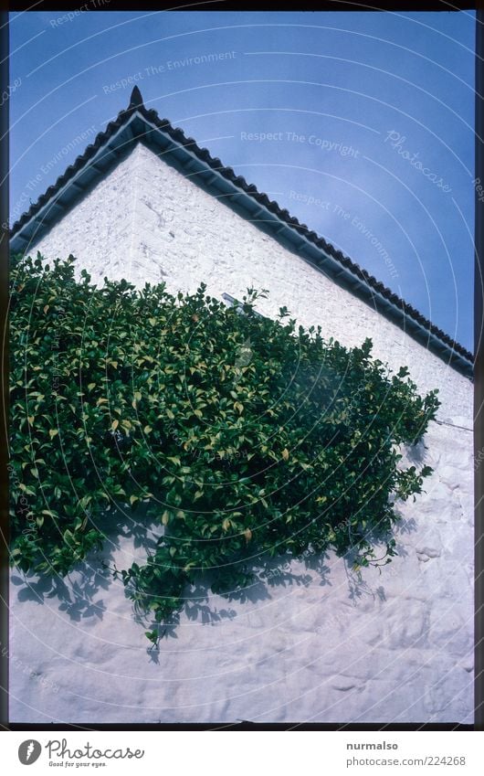 grüne ecke Lifestyle Häusliches Leben Traumhaus Kunst Umwelt Natur Schönes Wetter Pflanze Blatt Efeu Ranke Einfamilienhaus Mauer Wand Fassade Wachstum natürlich