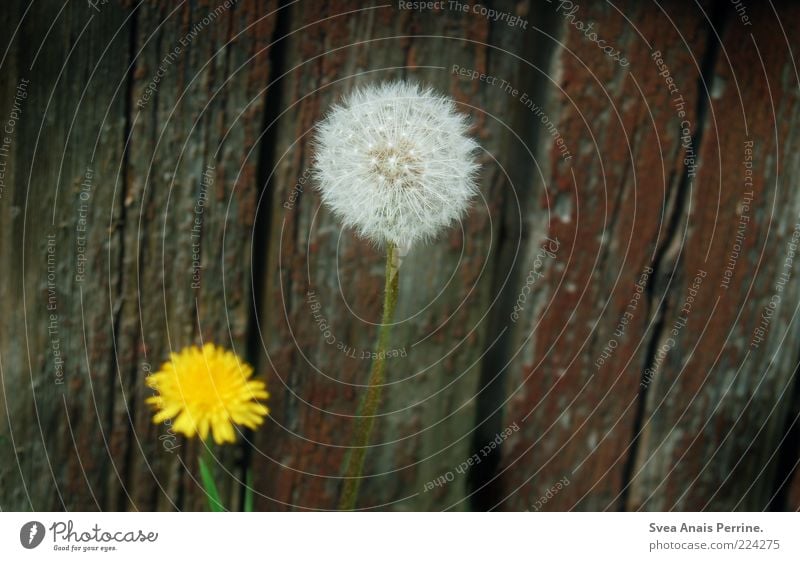 erwachsen werden. Pflanze Blume Löwenzahn Fassade Holz Blühend alt trist gelb Farbfoto Gedeckte Farben Außenaufnahme Menschenleer Textfreiraum rechts verblüht