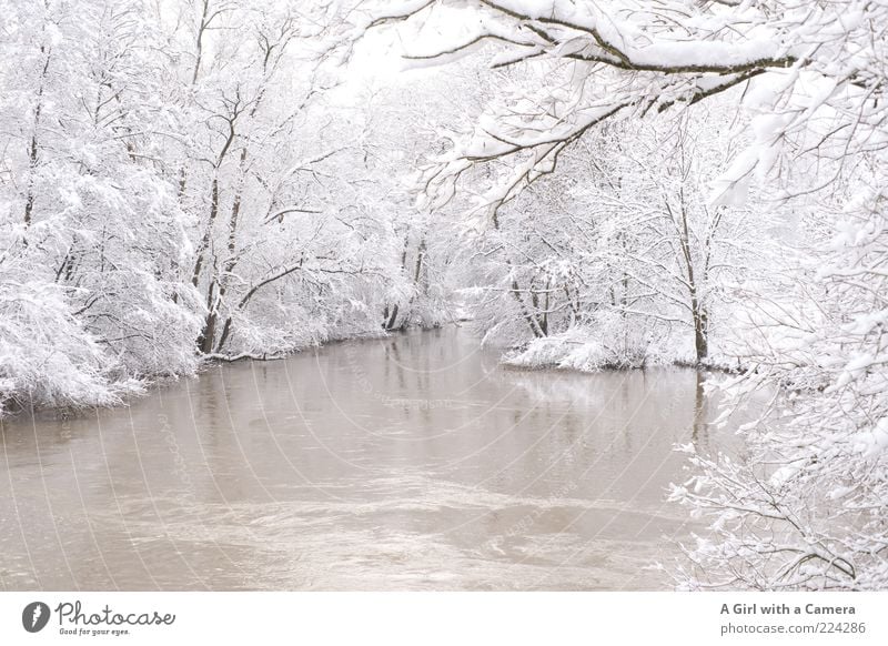 A Merry Xmas to you All Winter Eis Frost Schnee Baum Flussufer frieren einzigartig weiß kalt Natur bedeckt Gedeckte Farben Menschenleer Textfreiraum unten Tag