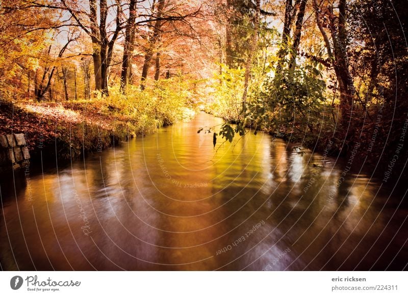 bunter herbst Umwelt Natur Landschaft Pflanze Urelemente Luft Wasser Sonnenlicht Herbst Wetter Schönes Wetter Baum Sträucher Park Wald Fluss Farbfoto