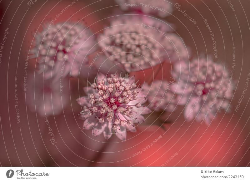 Rosa Sterndolden (Astrantia) harmonisch Wohlgefühl Erholung ruhig Meditation Dekoration & Verzierung Natur Pflanze Frühling Sommer Blume Blüte Große Sterndolde