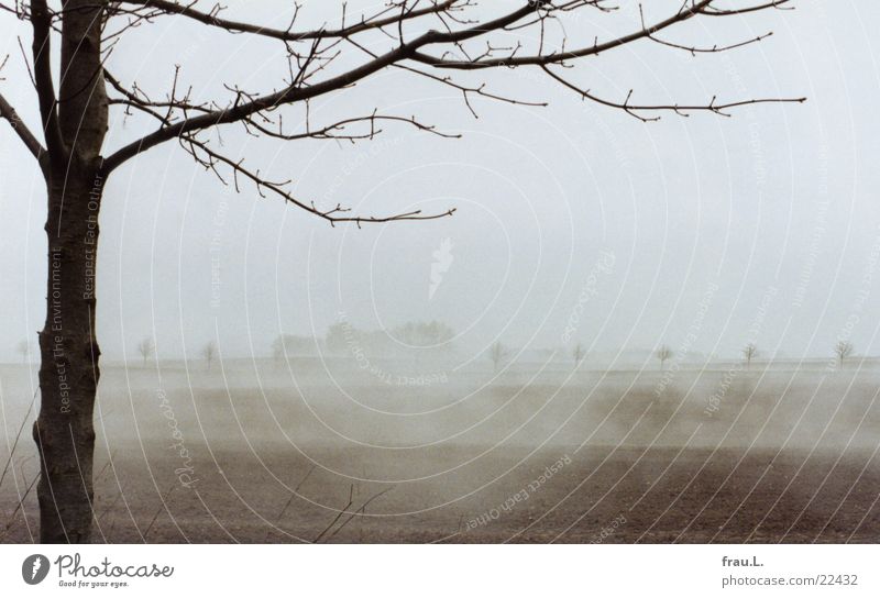 Nebel-Felder 3 Nebelbank Baum Sträucher Einsamkeit Küste Wismar Mecklenburg-Vorpommern Ferien & Urlaub & Reisen Romantik Strand Erde Ostsee Natur Landschaft