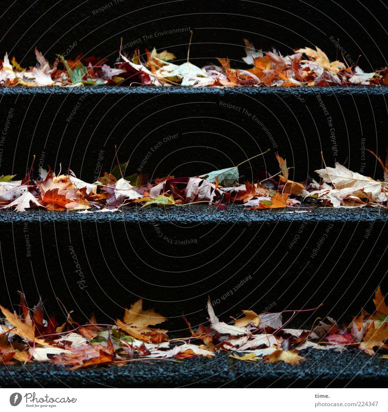 Vor dem großen Schnee Umwelt Natur Pflanze Herbst Wetter Blatt Treppe liegen alt authentisch dunkel trocken viele Vergänglichkeit nebeneinander parallel