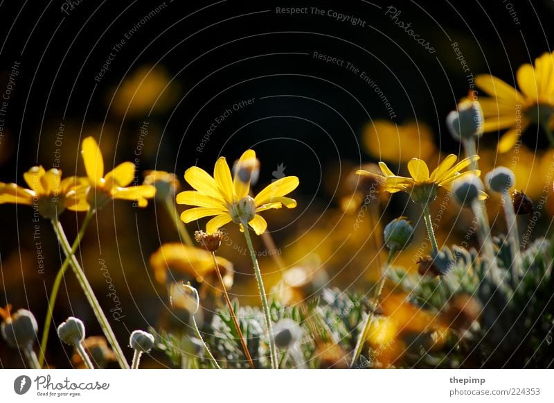 Herbstblumen II Sommer Umwelt Natur Pflanze Blume Blüte Wildpflanze mehrfarbig gelb Farbfoto Außenaufnahme Textfreiraum oben Margerite Sonnenlicht Wachstum