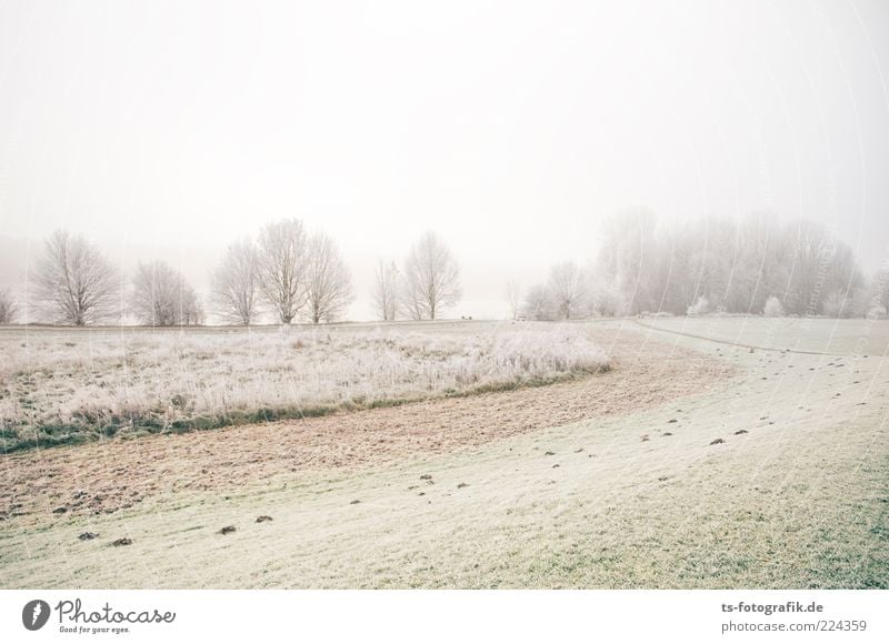 Zuckerlandschaft Umwelt Natur Landschaft Pflanze Urelemente Erde Himmel Horizont Winter Wetter Nebel Eis Frost Baum Gras Wiese Feld Wald kalt grün weiß Raureif