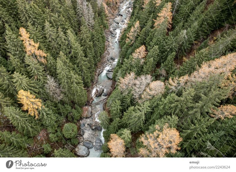 Fluss Umwelt Natur Landschaft Wasser Herbst Pflanze Baum Wald grün Erholung Farbfoto Außenaufnahme Menschenleer Tag Vogelperspektive Weitwinkel