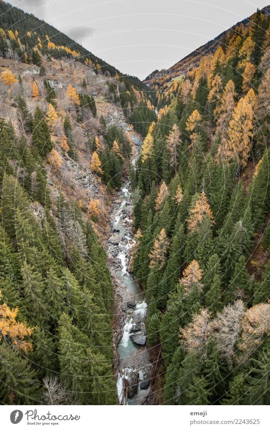 Fluss Umwelt Natur Landschaft Wasser Herbst Pflanze Baum Wald grün Erholung Farbfoto Außenaufnahme Menschenleer Tag Vogelperspektive Weitwinkel Schweiz