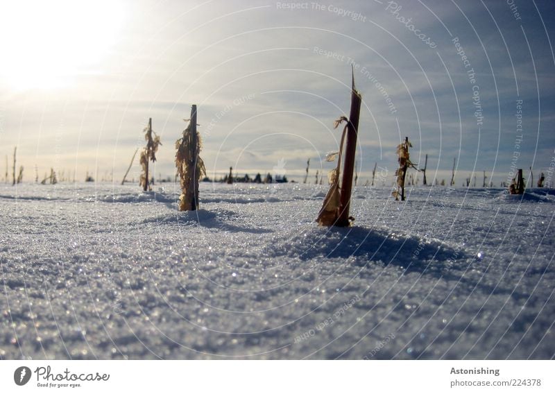 eingeschneit Umwelt Natur Himmel Sonne Sonnenlicht Winter Wetter Schönes Wetter Eis Frost Schnee Pflanze Nutzpflanze Feld stehen klein blau weiß kurz Mais