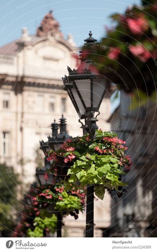 Dekorativ Pflanze Blume Budapest Hauptstadt Altstadt Gebäude grün schwarz Straßenbeleuchtung Kandelaber altmodisch Blumenschmuck Dekoration & Verzierung schön