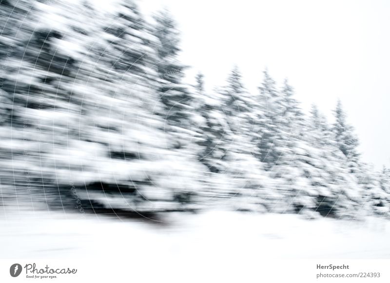 Winterwald on Speed Natur Landschaft schlechtes Wetter Schnee Wald fahren grün weiß Geschwindigkeit Vorbeiflug Tanne Schneelandschaft Winterstimmung Farbfoto