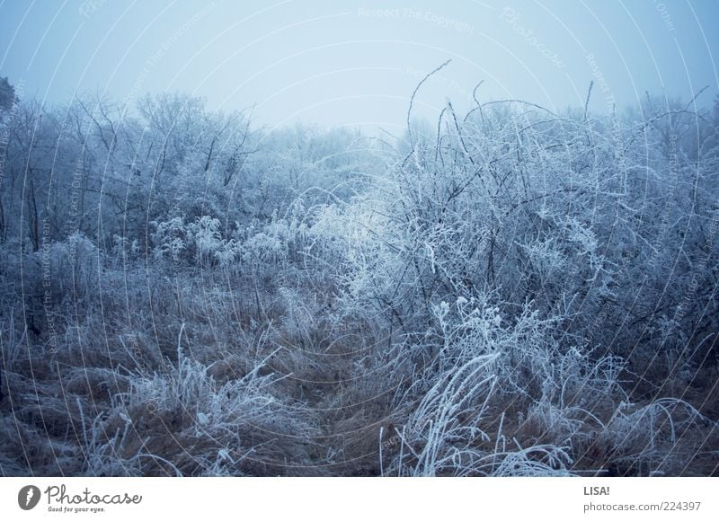 eisig Natur Landschaft Winter Schönes Wetter Eis Frost Schnee Baum Gras Sträucher Wildpflanze Wiese Feld Wald frieren kalt blau schwarz silber weiß Farbfoto