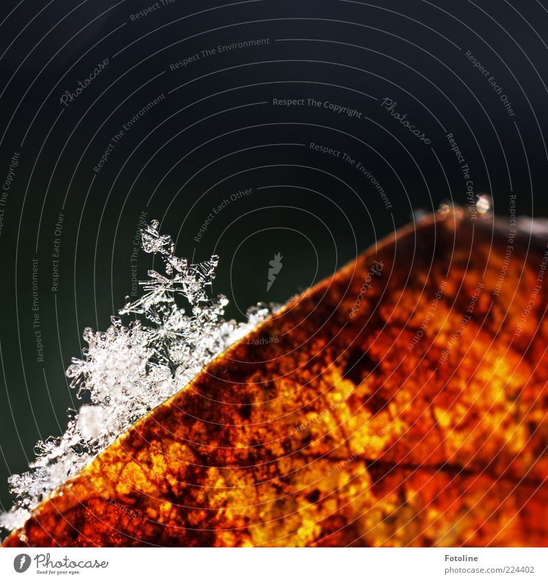 Erster oder letzter Schnee? *Für Helgi* Umwelt Natur Pflanze Winter Eis Frost Blatt Coolness hell kalt nass natürlich braun weiß Schneeflocke Eiskristall