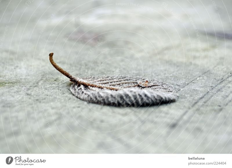 Eisiger Bote * für Helgi * Natur Winter Frost Pflanze Blatt kalt gefroren Farbfoto Gedeckte Farben Außenaufnahme Nahaufnahme Tag Licht Unschärfe Blattadern