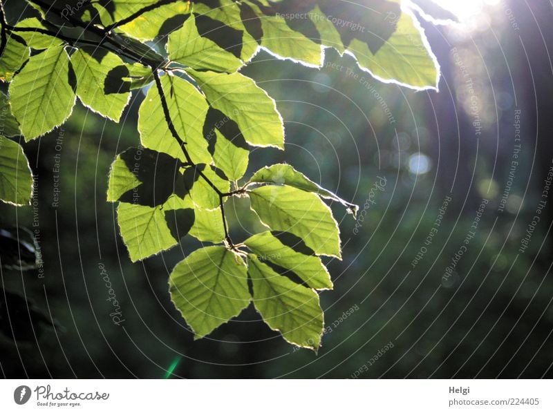 Zweig mit leuchtenden Blättern einer Buche im Gegenlicht vor dunklem Hintergrund Umwelt Natur Pflanze Sonnenlicht Sommer Schönes Wetter Baum Blatt Ast Wald