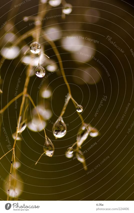 4 Jahre PC-Helgi Umwelt Natur Wasser Wassertropfen Herbst Pflanze Gras glänzend hängen Farbfoto Makroaufnahme Menschenleer Tag Schwache Tiefenschärfe