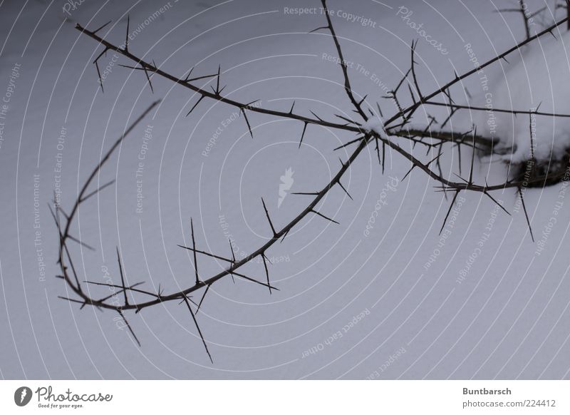 dornig! Natur Pflanze Winter Schnee Sträucher Dornenbusch stachelig Gedeckte Farben Außenaufnahme Textfreiraum unten Tag Menschenleer Textfreiraum links Stachel