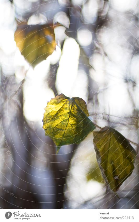 Noch ein paar Blätter für Helgi Umwelt Natur Pflanze Herbst Winter Schönes Wetter Sträucher Blatt Grünpflanze Wildpflanze hängen leuchten Wachstum hell grün