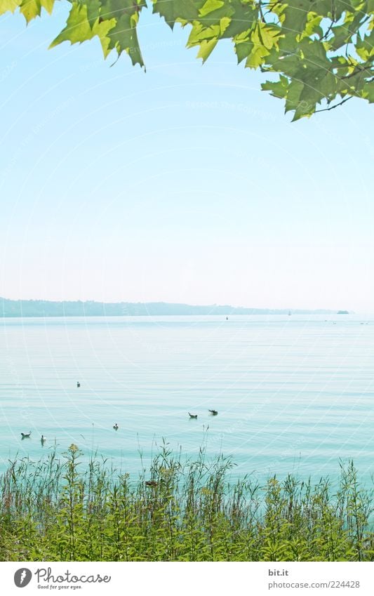 die schönere Jahreszeit Umwelt Natur Landschaft Wasser Himmel Wolkenloser Himmel Frühling Sommer Klima Schönes Wetter Blatt Grünpflanze Seeufer Bodensee nass