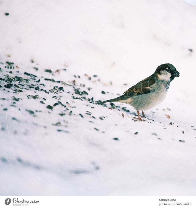 Mahlzeit Umwelt Natur Tier Wildtier Vogel 1 beobachten Fressen füttern ästhetisch frech schön wild Tierliebe geduldig ruhig Spatz Vogelfutter süß Spektakel