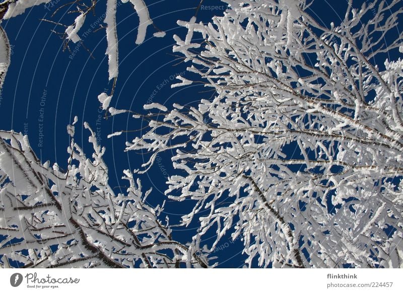 Winterzauber Schnee Umwelt Natur Himmel Wolkenloser Himmel Sonnenlicht Baum Ast frieren schön Stimmung Wandel & Veränderung Farbfoto Außenaufnahme Menschenleer