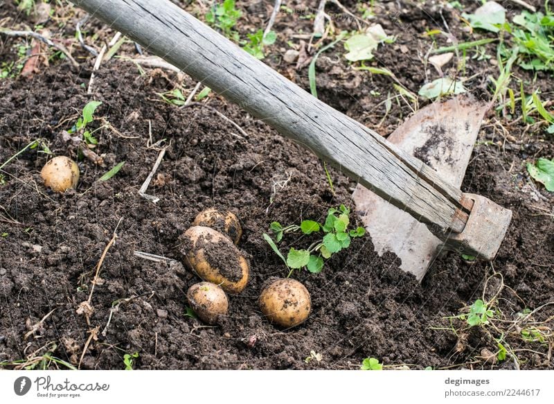 Graben von reifen Kartoffeln Gemüse Garten Gartenarbeit Hand Pflanze Erde frisch natürlich Ernte Schürfen Feld Feldfrüchte organisch Lebensmittel Bauernhof