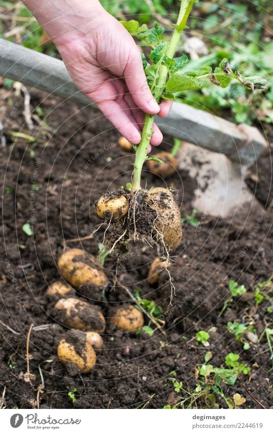 Graben von reifen Kartoffeln Gemüse Garten Gartenarbeit Hand Pflanze Erde frisch natürlich Ernte Schürfen Feld Feldfrüchte organisch Lebensmittel Bauernhof