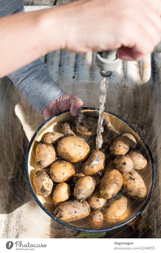 Waschen Sie Kartoffeln im Hausgarten Gemüse Diät Schalen & Schüsseln Frau Erwachsene Hand frisch lecker natürlich Sauberkeit weiß Wäsche waschen Wasser roh