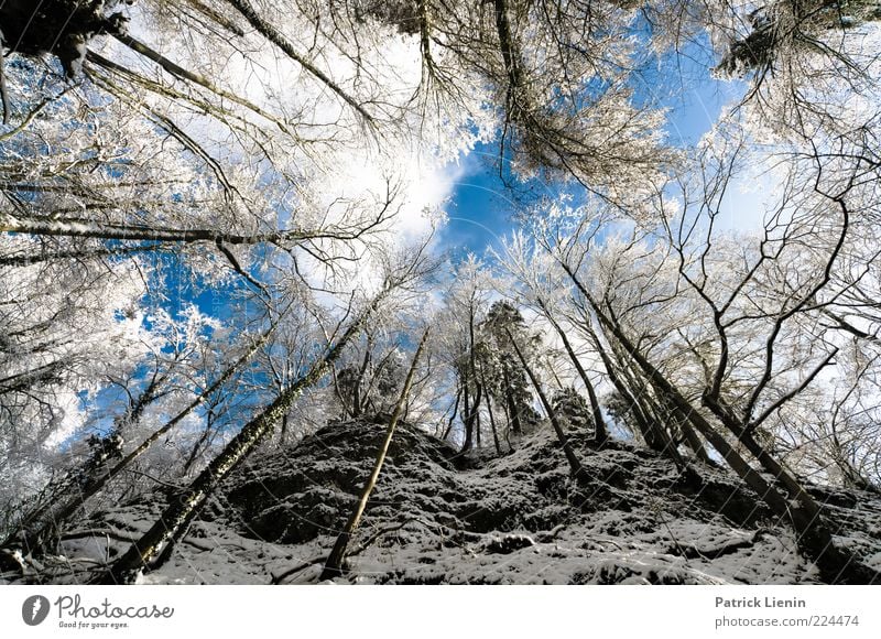 Wolfsschlucht Umwelt Natur Landschaft Urelemente Luft Himmel Wolken Winter Wetter Schönes Wetter Schnee Pflanze Baum Wald Hügel Felsen Berge u. Gebirge Schlucht