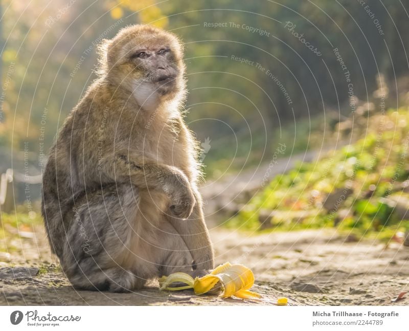 Die Sonne genießen Frucht Banane Bananenschale Ernährung Natur Sonnenlicht Schönes Wetter Pflanze Baum Sträucher Wald Tier Wildtier Tiergesicht Fell Pfote Affen