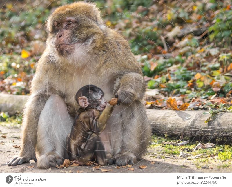 Familienleben Frucht Walnuss Nuss Natur Tier Sonne Schönes Wetter Pflanze Baum Blatt Wald Wildtier Tiergesicht Fell Pfote Affen Berberaffen Äffchen Auge Ohr