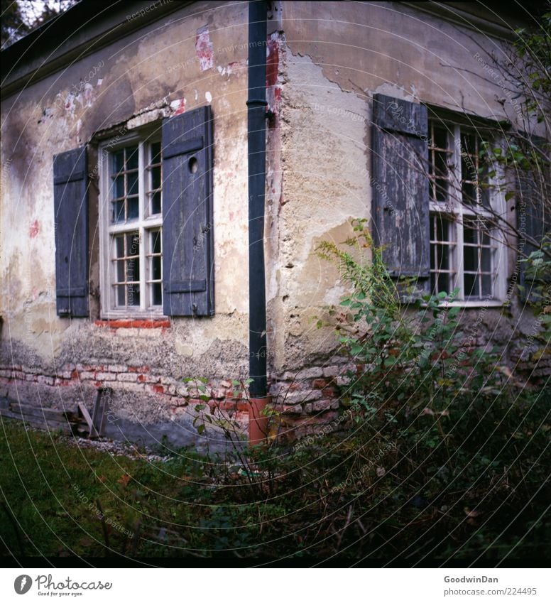 der Gärtner kam nicht. II Umwelt Natur Pflanze Gras Sträucher Haus Hütte Mauer Wand Fassade alt Armut ästhetisch authentisch trist trocken viele wild Gefühle