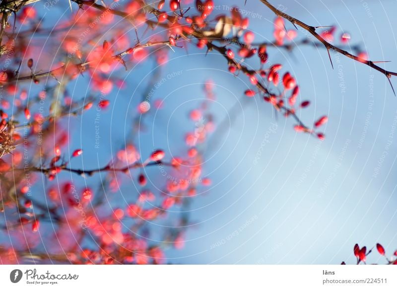 RotBlau Natur Pflanze Himmel Herbst Sträucher blau rot Vergänglichkeit Berberitze Beeren Dornenbusch Außenaufnahme Menschenleer Textfreiraum rechts