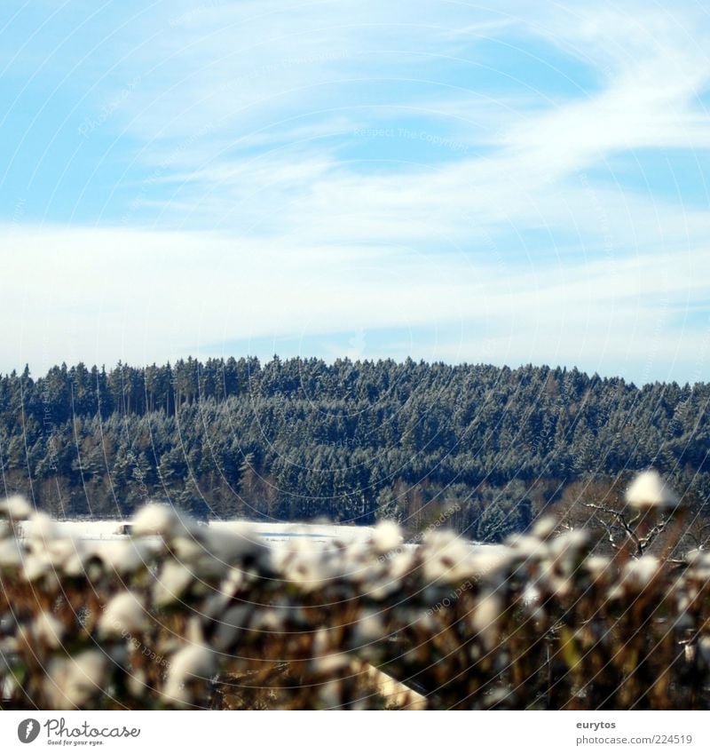 one winter day Umwelt Natur Landschaft Pflanze Himmel Baum Wiese Feld Wald Hügel frieren hoch Frost kalt Hecke Farbfoto Außenaufnahme Textfreiraum oben Tag